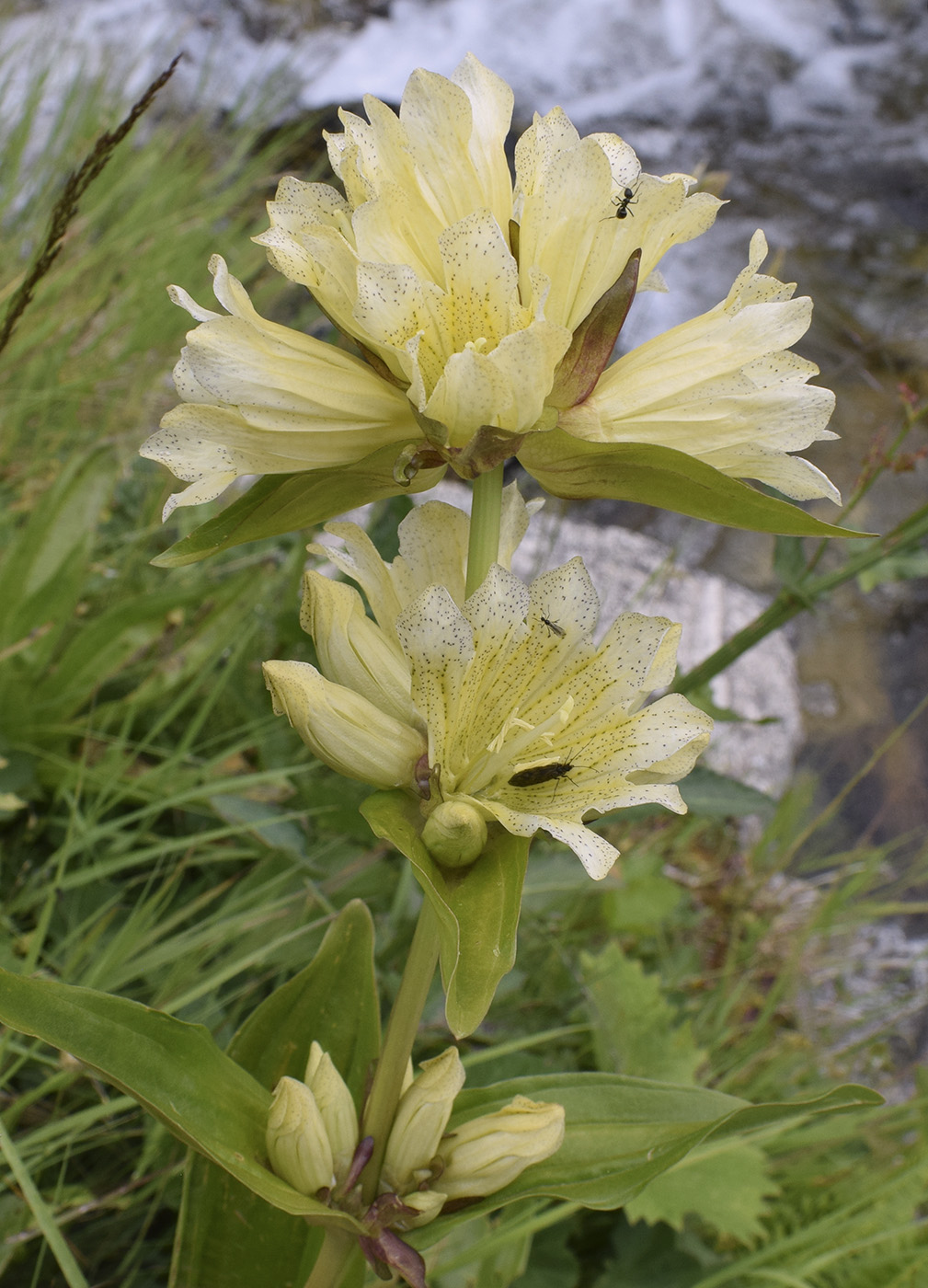 Image of Gentiana burseri specimen.