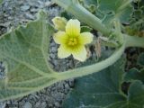 Ecballium elaterium