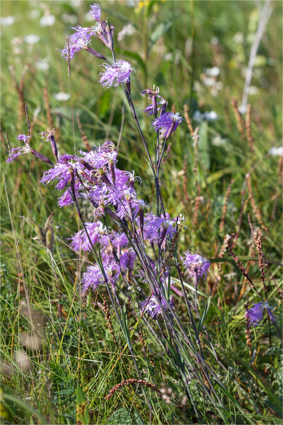 Image of Dianthus superbus ssp. norvegicus specimen.