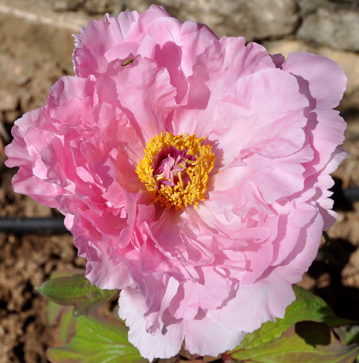 Изображение особи Paeonia suffruticosa.