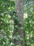 Phellodendron amurense. Часть ствола с характерной корой. Хабаровский край, Хабаровский р-н, окр. ст. Хехцир. 11.08.2011.