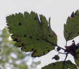 Sorbus mougeotii. Лист (видна абаксиальная поверхность листа). Москва, ГБС РАН, дендрарий. 30.08.2021.