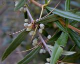 Berberis variety lanceifolium