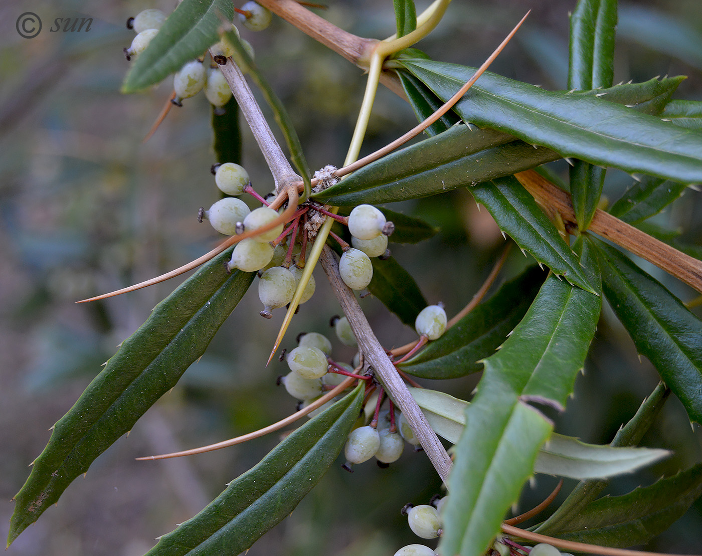 Image of Berberis gagnepainii var. lanceifolium specimen.