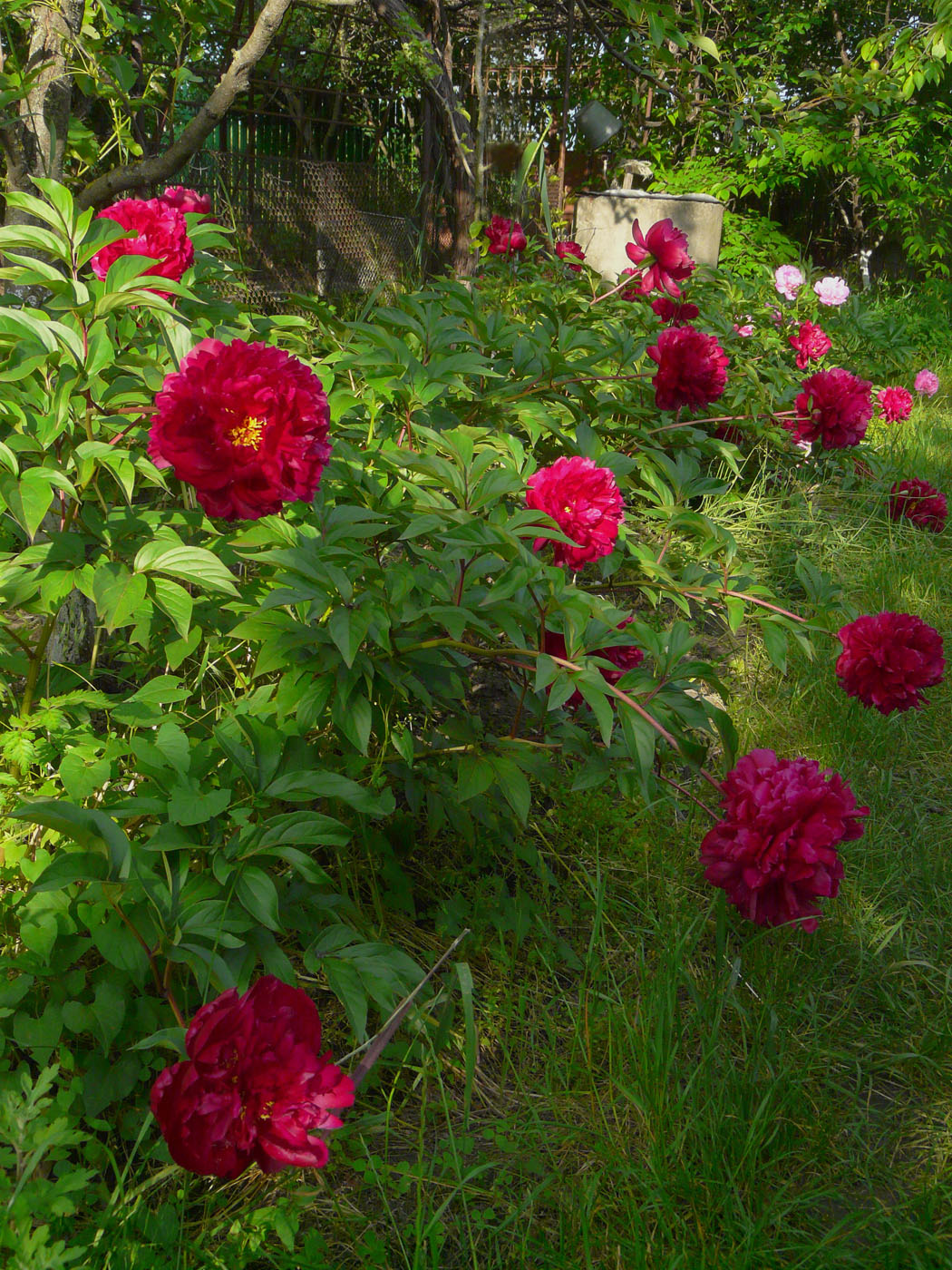 Image of Paeonia lactiflora specimen.