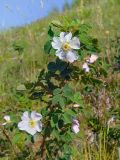 genus Rosa. Верхушка побега с цветком. Республика Северная Осетия-Алания, Алагирский р-н, 1 км на северо-восток от пос. Верхний Згид, Большой Кавказ, южный склон г. Ходвцек (2383,7 м), ≈ 2370 м н.у.м., субальпийский луг. 02.07.2021.