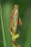 Carex hirta. Мужское соцветие. Республика Татарстан, Агрызский р-н. 05.06.2010.