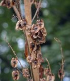 genus Rheum