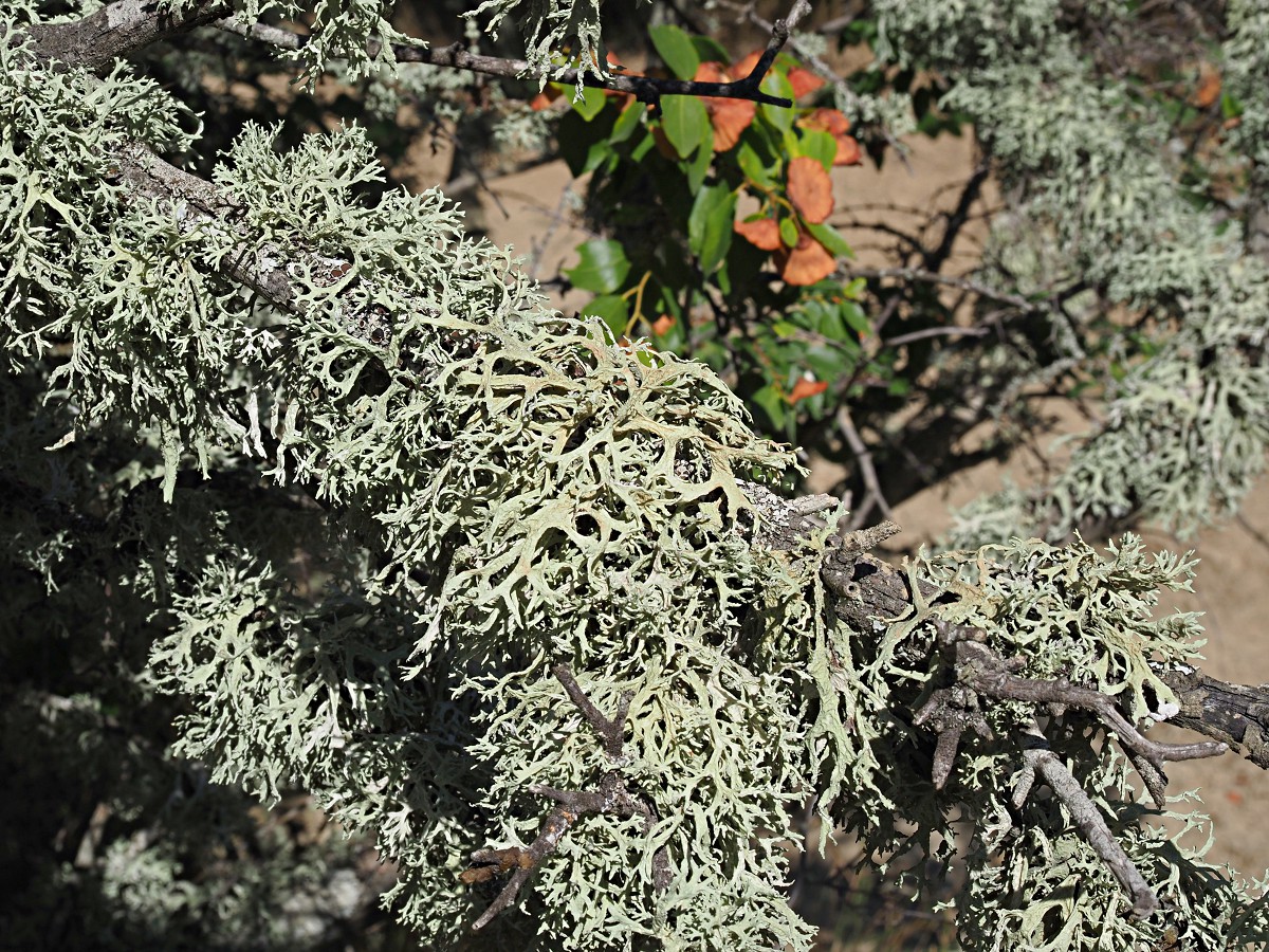 Image of genus Evernia specimen.