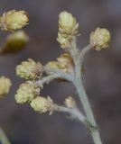 Image of taxon representative. Author is Татьяна Мальчинская