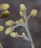 Helichrysum patulum