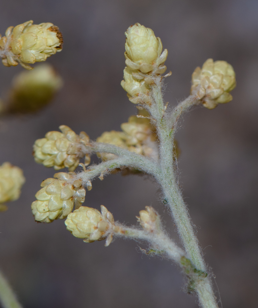 Изображение особи Helichrysum patulum.