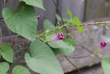 Ipomoea purpurea. Верхушка побега с отцветшим цветком, завязавшимся плодом и бутонами. Томская обл., г. Томск, пос. Заварзино, в культуре. 21.08.2021.