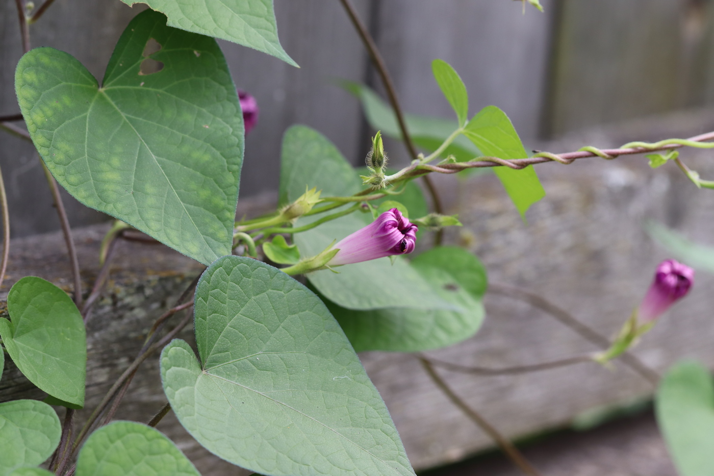 Image of Ipomoea purpurea specimen.