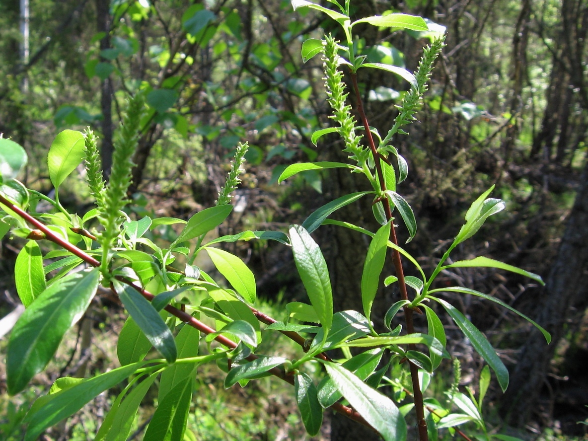 Изображение особи Salix saposhnikovii.