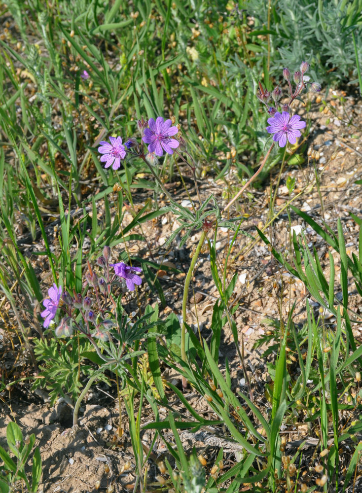 Image of Geranium tuberosum specimen.