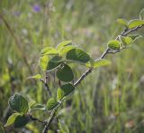 Cotoneaster melanocarpus. Часть веточки. Пермский край, Кунгурский р-н, окр. с. Каширино, разнотравный луг. 06.06.2021.