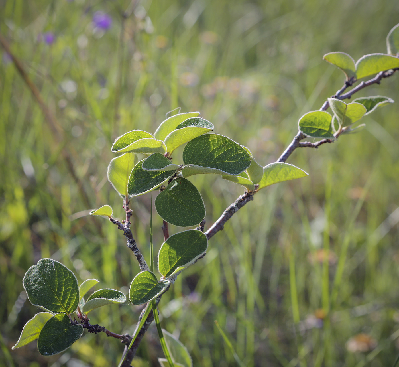 Image of Cotoneaster melanocarpus specimen.