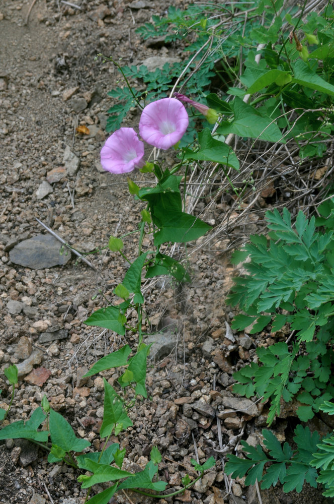 Image of Calystegia inflata specimen.