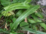 Tephroseris integrifolia