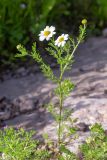 Anthemis pseudocotula. Верхушка цветущего растения. Израиль, лес Бен-Шемен. 05.03.2022.