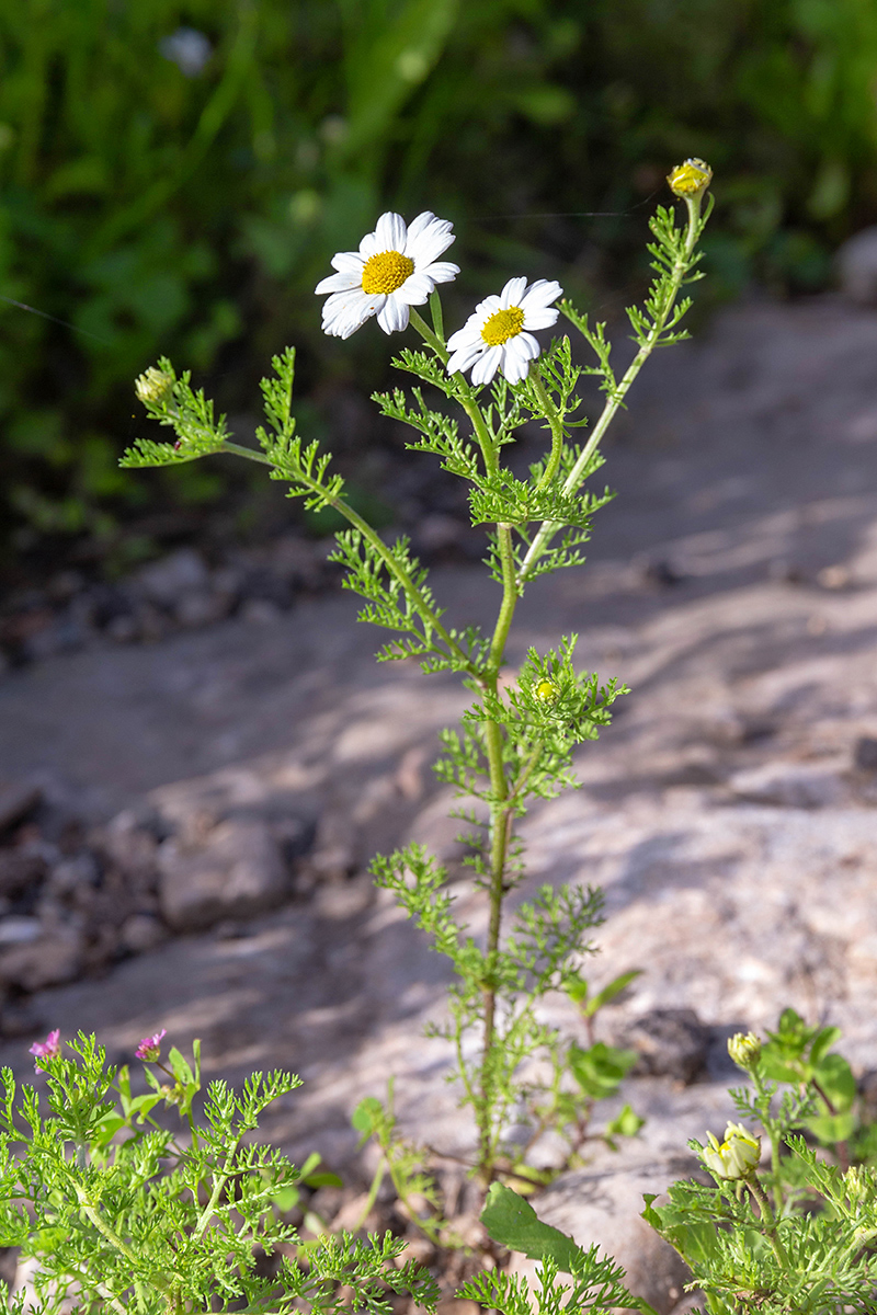 Изображение особи Anthemis pseudocotula.