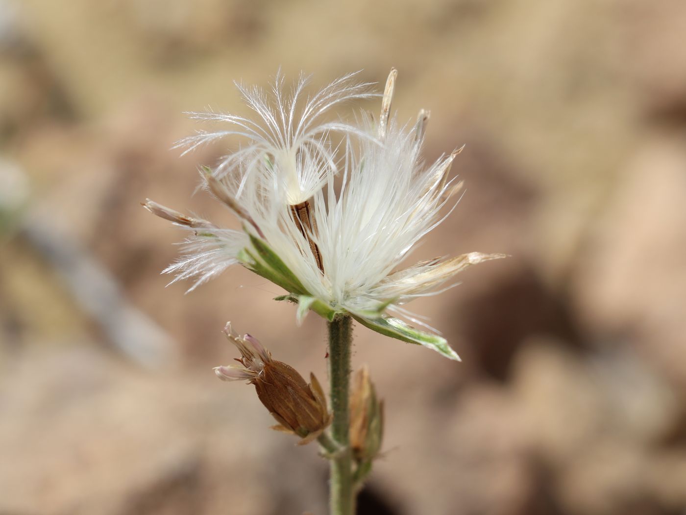 Image of Polytaxis lehmannii specimen.