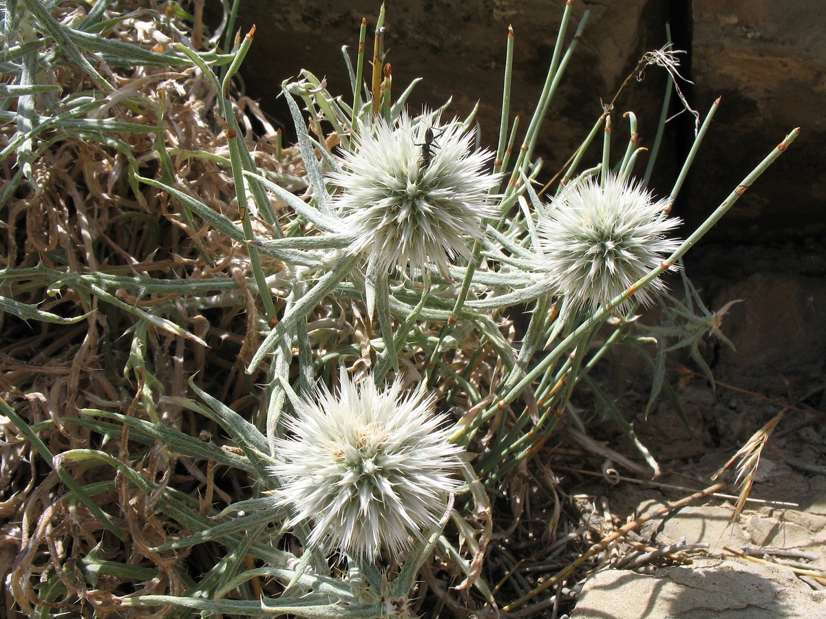 Изображение особи Echinops fastigiatus.