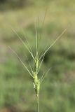 Aegilops peregrina