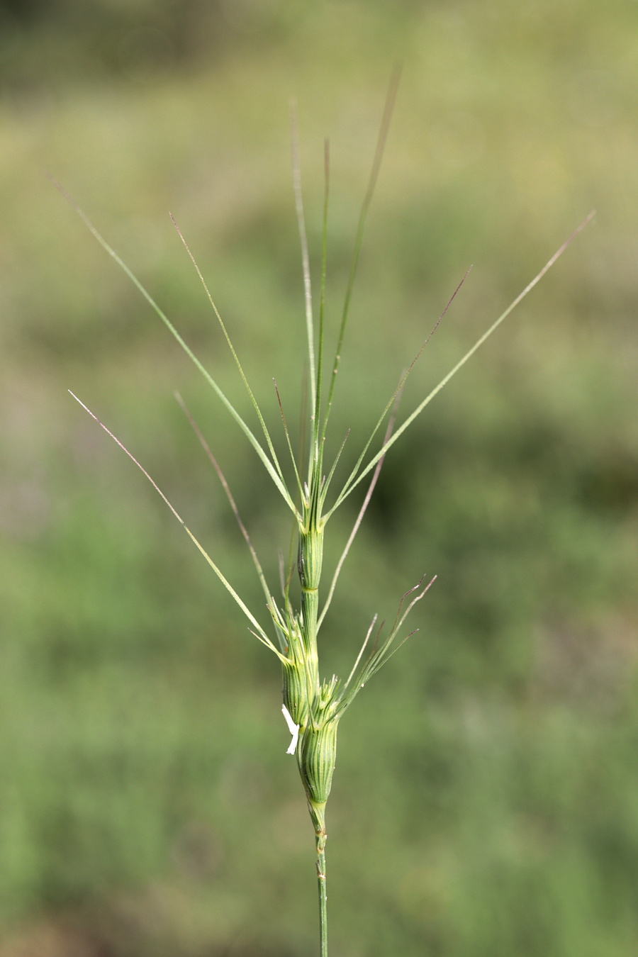 Изображение особи Aegilops peregrina.