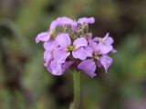 Erysimum cyaneum