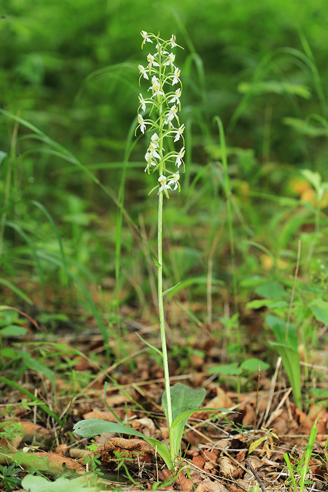Image of Platanthera &times; mixta specimen.