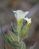 Nonea lutea