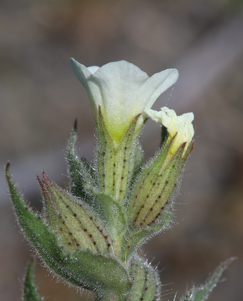 Image of Nonea lutea specimen.