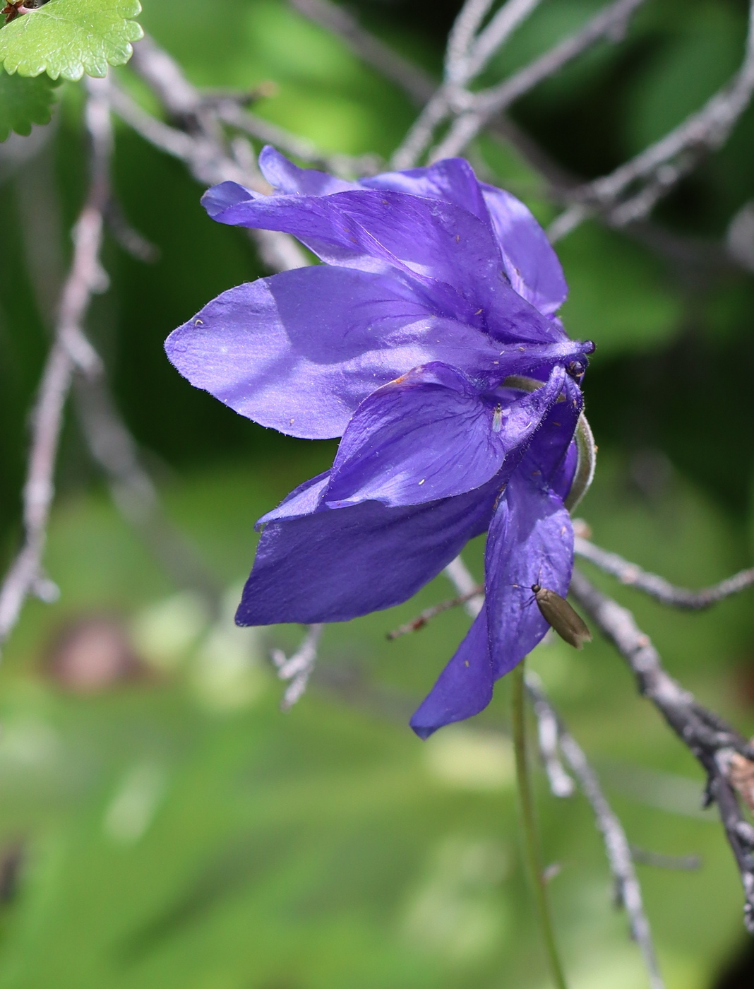 Image of Aquilegia glandulosa specimen.