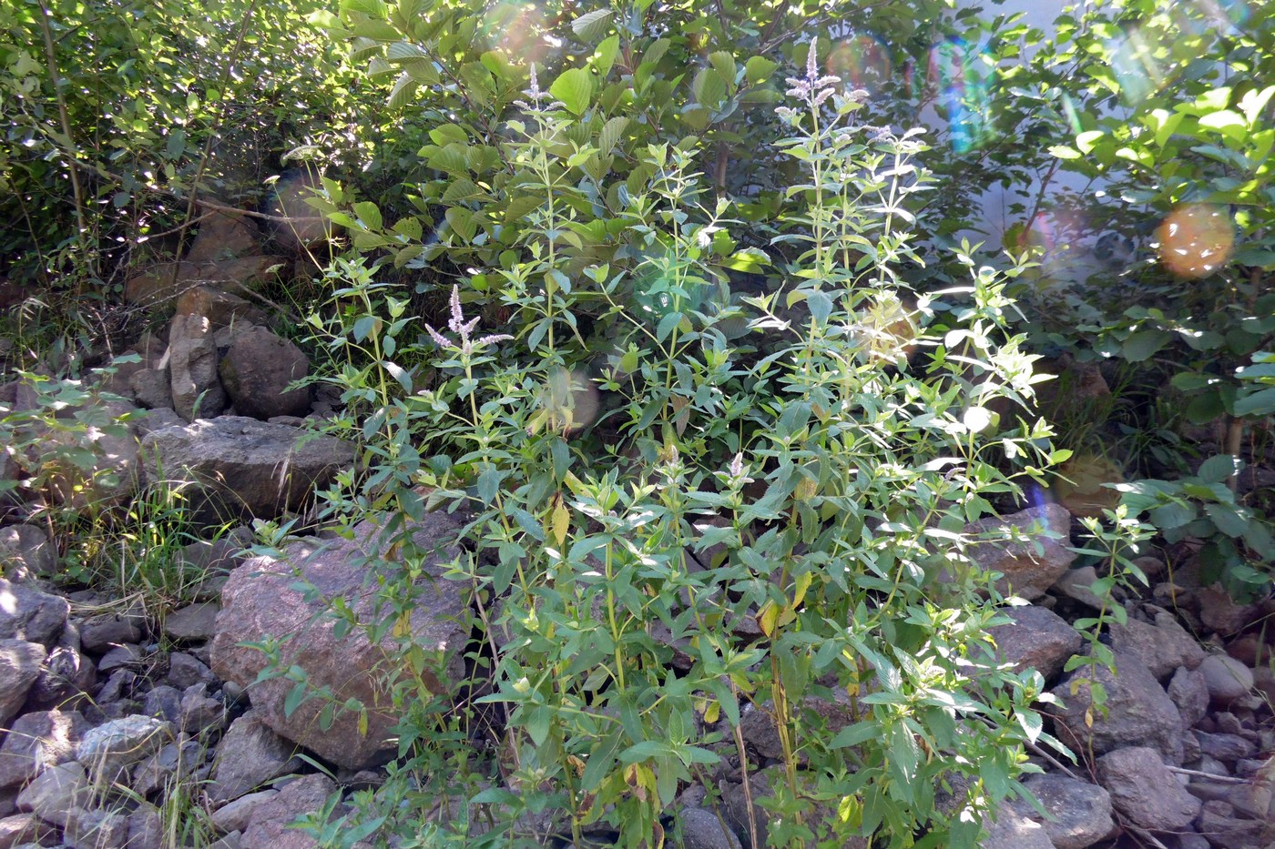 Image of Mentha longifolia specimen.