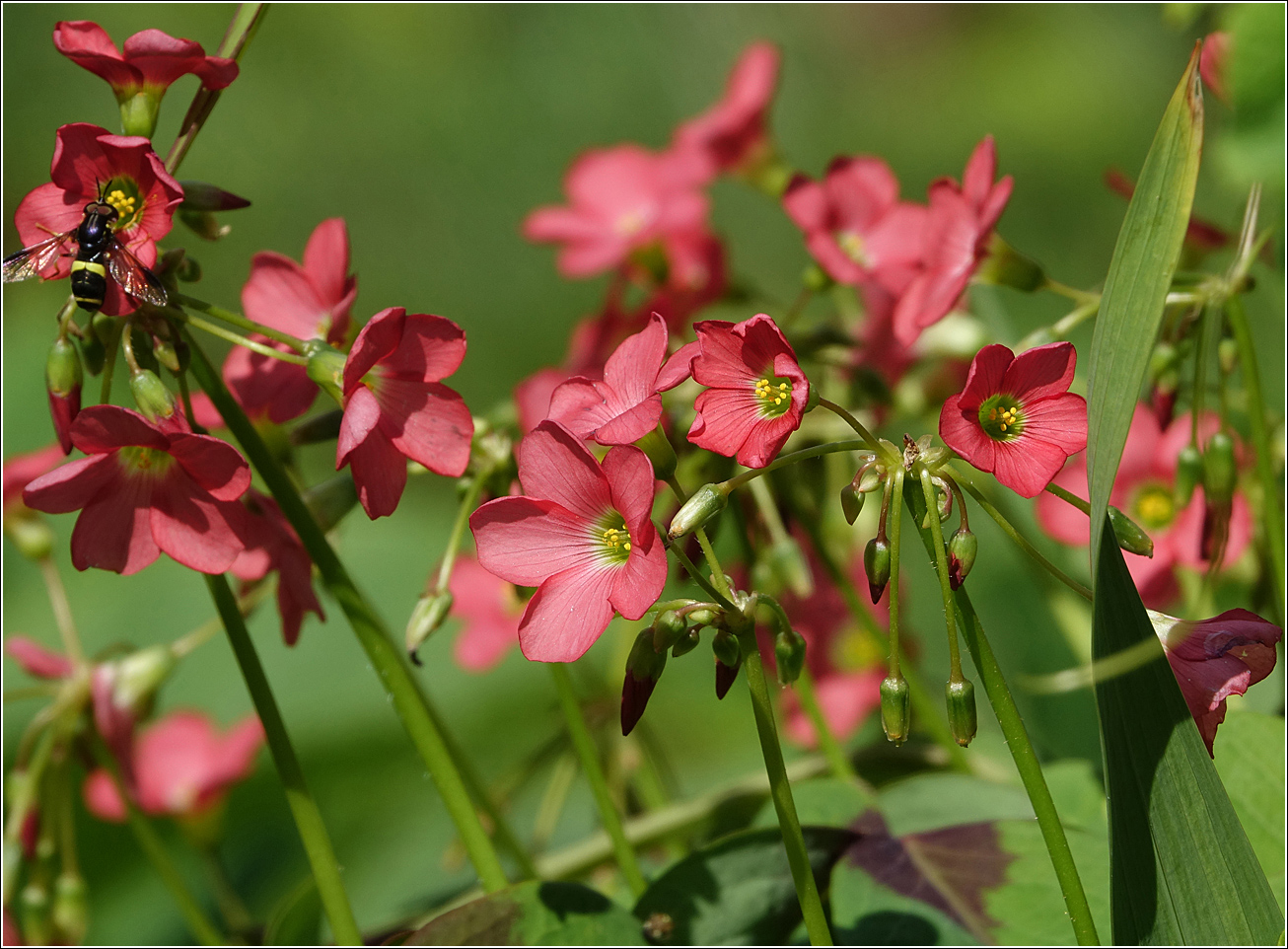 Image of Oxalis tetraphylla specimen.