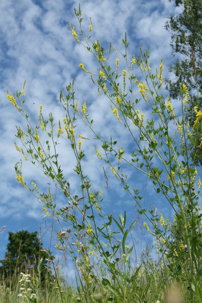 Image of Melilotus officinalis specimen.