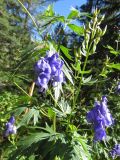 Aconitum variegatum