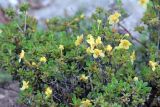 Rhododendron lepidotum. Ветви с цветками. Бутан, дзонгхаг Пунакха, национальный парк \"Royal Botanical\". 03.05.2019.