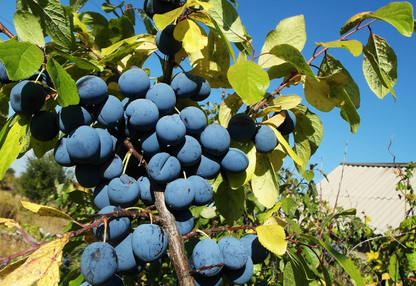Image of Prunus spinosa specimen.