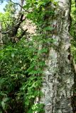 Toxicodendron orientale. Вегетирующее растение на стволе Betula. Курильские о-ва, о-в Кунашир, вулкан Менделеева, ≈ 400 м н.у.м., широколиственный лес. 21.08.2022.
