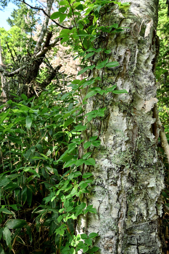 Image of Toxicodendron orientale specimen.
