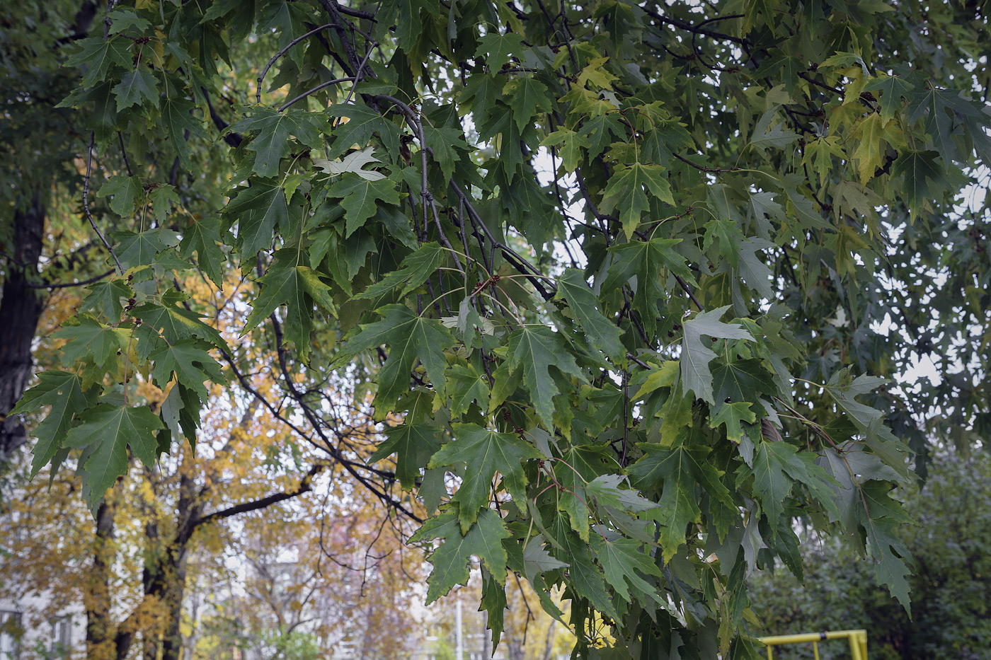 Image of Acer saccharinum specimen.