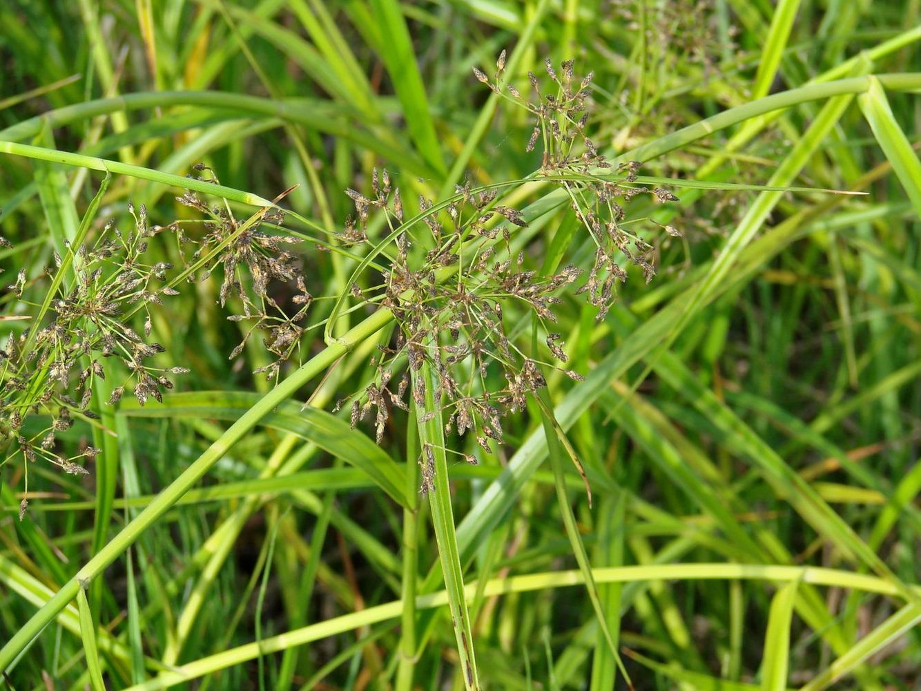 Изображение особи Scirpus radicans.