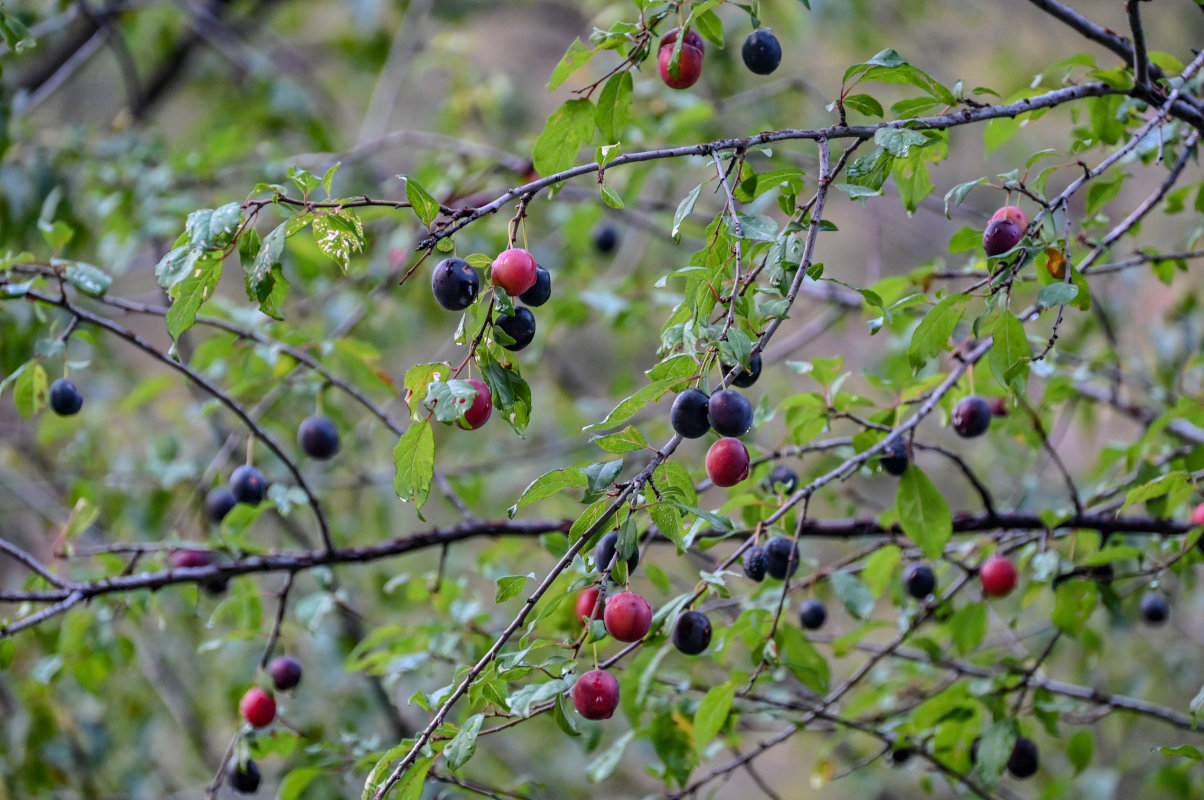 Image of Prunus sogdiana specimen.