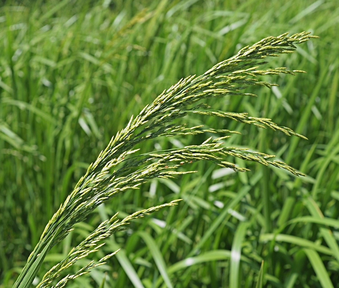 Image of Glyceria maxima specimen.
