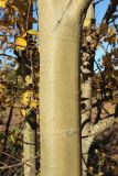 Populus tremula