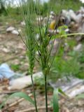 Triticum aestivum