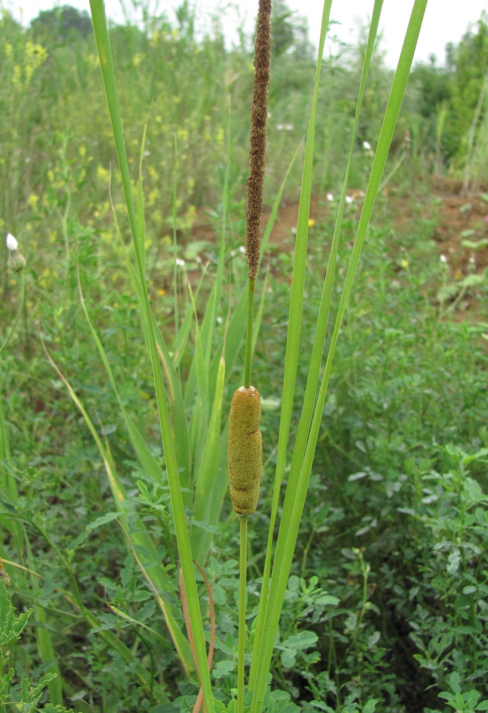 Image of Typha laxmannii specimen.